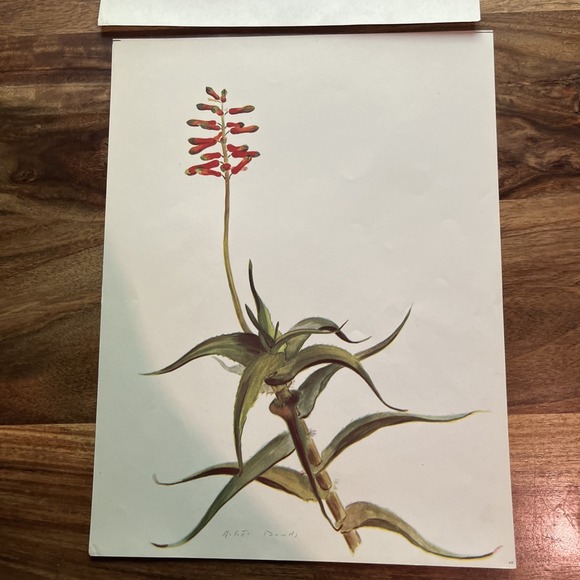 Arlette Davids Other - Vintage 1940s Arlette Davids Spring Flowers Aloe Ciliaris Botanical Print #28